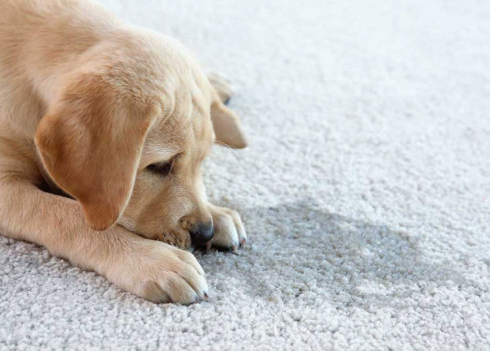 Pet Odor Removal