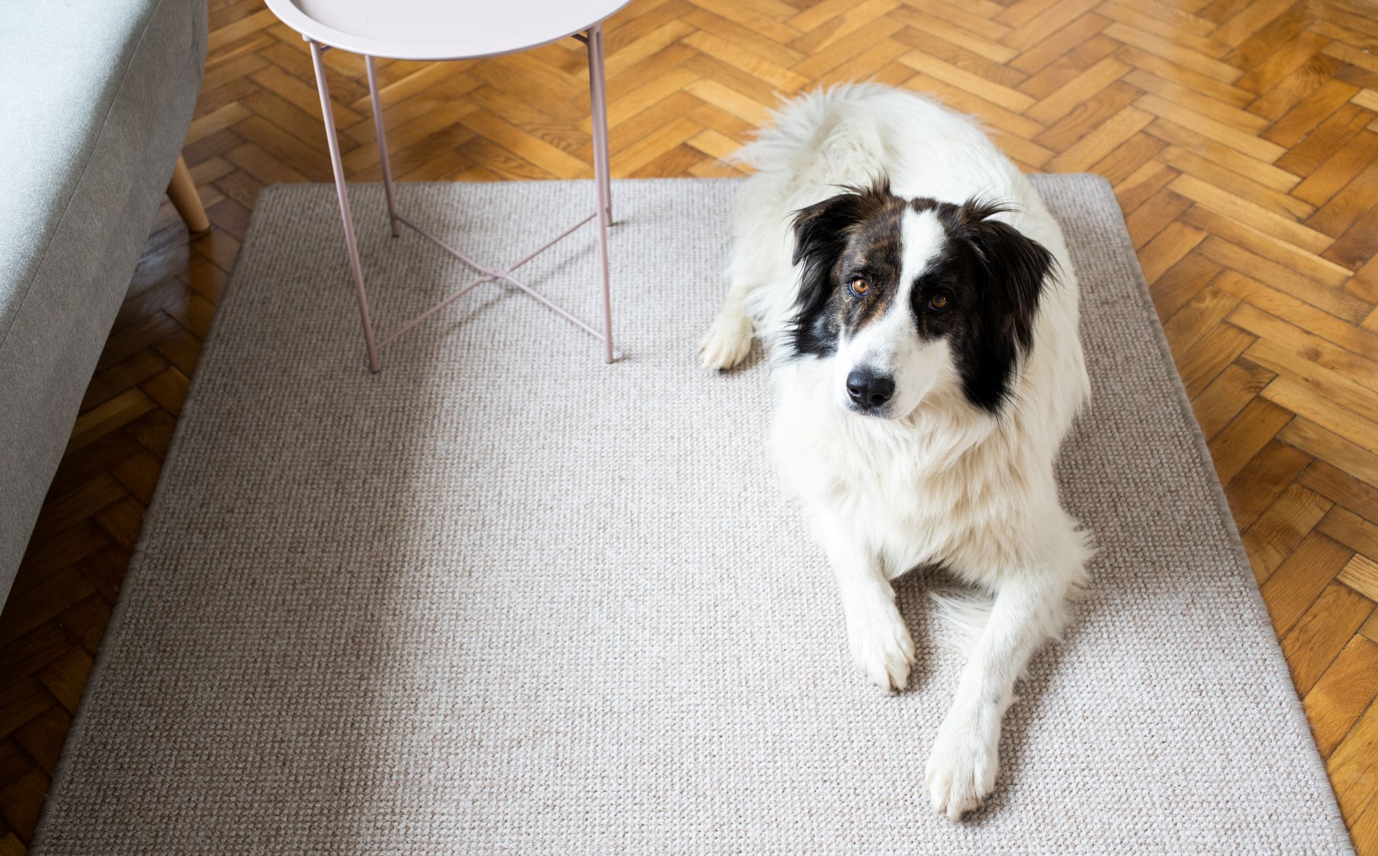 Carpet Cleaning